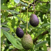 Muda De Abacate Avocado Já Enxertado - Produz Rápido - imagem 3