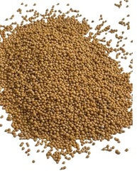 Semente de Mostarda Amarela 1Kg - imagem 2