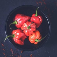Sementes de Pimenta Valesca (Habanero Vermelha) FELTRIN - imagem 4