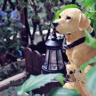 Estátua de Cachorro com LED Solar para Jardim - Decoração ao Ar Livre com Iluminação Automática - imagem 3