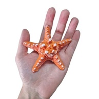 Estrela do Mar em Resina para Decoração de Parede - Laranja | Ideal para Pousadas, Praias e Ambientes Náuticos - imagem 3