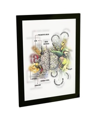 Quadro Decorativo A4 Psicologia - Funções do Cérebro Humano | Impressão Premium em Papel Fotográfico - imagem 1