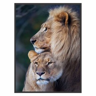 Quadro Decorativo Casal de Leões 90x60cm - Moldura Preta em Madeira com Acabamento Premium - imagem 1