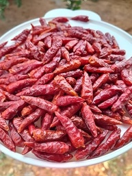Pimenta Malagueta Desidratada Orgânica Natural do Norte de Minas Gerais 20g - imagem 3