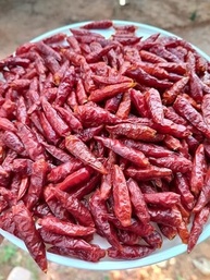 Pimenta Malagueta Desidratada Orgânica Natural do Norte de Minas Gerais 20g - imagem 4