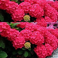 100 Sementes de Hortênsia Colorida – Flores Deslumbrantes - imagem 1