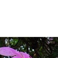 Manacá da Serra: 100 Sementes para Flores Deslumbrantes! - imagem 2