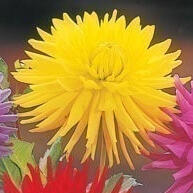 dias-100-em-exuberante-jardim-rosa-cacto-pom-pom-dalia-de-bulbos-150
