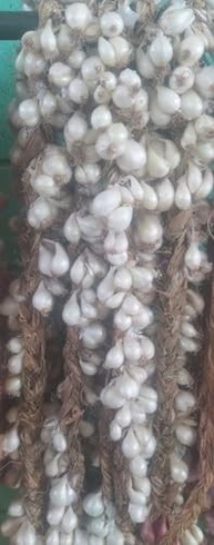 1 Réstia de Cebola Branca para Consumo,Plantio,Natural do Norte de Minas Gerais - imagem 2