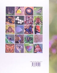 Lepidoptera: Descubra as Borboletas e Mariposas do Brasil em Detalhes - imagem 3