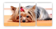 Kit 3 Quadros Decorativos Yorkshire - Cachorro Pet Dog em MDF A4 - imagem 1