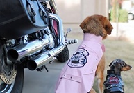 Jaqueta de Motociclista Doggie Design: Estilo Vintage e Proteção para Seu Pet - imagem 3