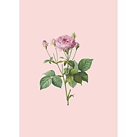 Bíblia NVI Rosa de Saron: Kit 2 Capas Duras - imagem 2