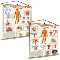 Kit Corpo Humano Reprodutor Feminino e Masculino - Mapa Educativo para Ginecologia e Urologia - imagem 1