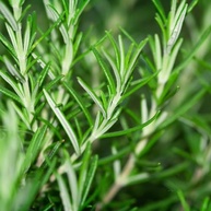Alecrim 100g – Aroma Refrescante e Sabor Inconfundível | Zartheit - imagem 3