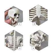 Mini Esqueleto Humano Articulado Newmind - 40 cm Educacional e Decorativo - imagem 4