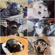 Capacete Namsan para Cães Pequenos: Segurança e Estilo com Óculos Integrados - imagem 3
