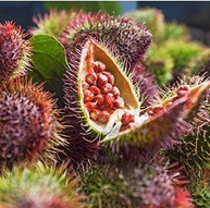Colorau em pó frasco 70 g Puro - Orgânico e Certificado - imagem 3