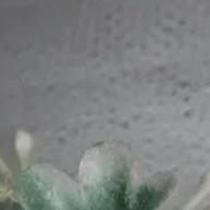 Flor de Lapela Branca: Toque de Elegância - imagem 2