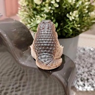 Estátua de Jacaré Decorativa em Resina - Mini Ornamento Fofinho para Jardim e Ambientes Internos - imagem 4