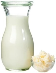 2x Kefir de Leite Bichinho Do Iogurte Mudas De Kefir Em Grãos De Leite Real - imagem 2