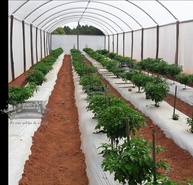 Viciado em Pimentas Molho de Pimenta Carolina Reaper, Picante Extremo, 1 Litro - imagem 5