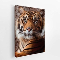 Tigre Majestoso - Quadro Decorativo Animal em Canvas 60x40cm | Arte Fotográfica Premium para Ambientes Modernos - imagem 3