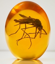 Mosquito Jurassic 3D em Resina Âmbar - Réplica Realista de DNA de Dinossauro para Colecionadores - imagem 1