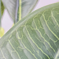 Planta Artificial Schefflera com 12 Ramos e Folhas Grandes – Decore Sem Esforço! - imagem 2
