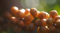 Café Especial em Grãos Torrado ou Moído 500g - 100% Arábica Coffee - Arara, Mundo Novo e Catuaí - Florada de Minas (500g, Grãos Arara) - imagem 3