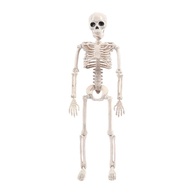 Mini Esqueleto Humano Articulado Newmind - 40 cm Educacional e Decorativo - imagem 1