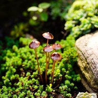 Mini Enfeite de Cogumelo Realista - Estátua Bonsai para Decoração de Jardim e Casa - imagem 5