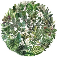 Pacote com 50 Adesivos Transparentes de Folhas Verdes - Estilo Desenho Animado para Decoração de Cadernos, Guitarras e Itens Pessoais - imagem 1