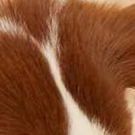 Kit 10 Brinquedos Mordedores para Cachorro Filhote Anti Estresse - imagem 2