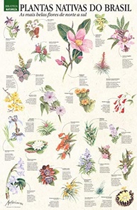 exclusiva-superposter-arte-brasil-mais-a-92x60cm-as-flores-do-belas-nativas-a