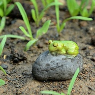 Mini Estátua de Fada com Sapo Dormindo em Pedra - Decoração Encantadora para Jardim e Terrário - imagem 5