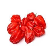 Sementes de Pimenta Valesca (Habanero Vermelha) FELTRIN - imagem 1