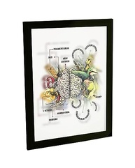 Quadro Decorativo A4 Psicologia - Funções do Cérebro Humano | Impressão Premium em Papel Fotográfico - imagem 2