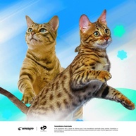 Imunocat-C: Fortaleça a Imunidade do Seu Gato! - imagem 2