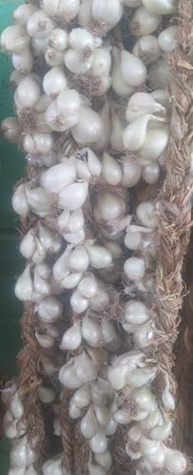 1 Réstia de Cebola Branca para Consumo,Plantio,Natural do Norte de Minas Gerais - imagem 4