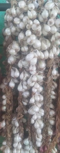 1 Réstia de Cebola Branca para Consumo,Plantio,Natural do Norte de Minas Gerais - imagem 1