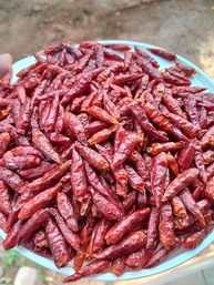 Pimenta Malagueta Desidratada Orgânica Natural do Norte de Minas Gerais 20g - imagem 2