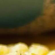 Belive Requeijão: Snack de Milho Assado e Sem Glúten! - imagem 2