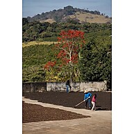 Café Dupan Arábica 1kg: Grãos Selecionados, Aroma Intenso - imagem 4