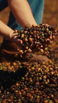 Café Especial em Grãos Torrado ou Moído 500g - 100% Arábica Coffee - Arara, Mundo Novo e Catuaí - Florada de Minas (500g, Grãos Arara) - imagem 2