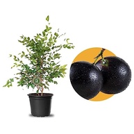 hibrida-jabuticaba-kit-portuguesa-mudas-com-amora-de