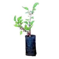 hibrida-jabuticaba-portuguesa-amora-kit-mudas-com-de