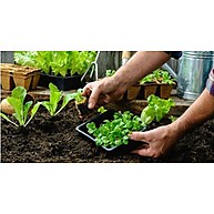Terra Nobre Adubo 10kg: Horta e Vasos Perfeitos - imagem 3