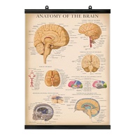 Pôster Vintage de Anatomia Cerebral - Tabela Anatômica do Cérebro Humano com Moldura de Plástico - 45,7 x 61 cm - imagem 1