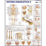 Mapa Esqueleto Humano - Banner Educativo de Alta Qualidade para Estudos de Anatomia - imagem 3